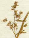Agrostis pumila Steud., spike x8
