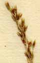 Agrostis purpurascens L., ax x8