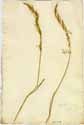 Agrostis spica venti L., framsida