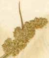 Agrostis stolonifera L., spike x3