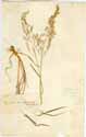 Agrostis stolonifera L., framsida