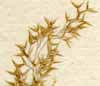 Agrostis stolonifera L., småax x8