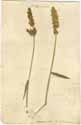 Agrostis verticillata Vill., front
