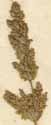 Agrostis verticillata Vill., spike x4
