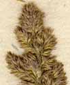 Agrostis verticillata Vill., spike x8