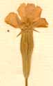 Agrostemma coeli-rosa L., flower x8