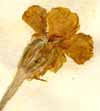 Agrostemma coronaria L., flower x8