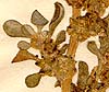 Aizoon canariense L., inflorescens x8