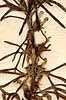 Ajuga chamaepytis L., inflorescens x8