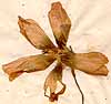 Alcea rosea L., flower x4