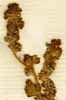 Alchemilla cornucopioides  Roem. & Schult., inflorescens x8