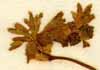 Alchemilla pentaphyllea L., blomställning x8