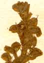 Aldrovanda vesiculosa L., close-up x8