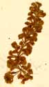 Aldrovanda vesiculosa L., närbild x4