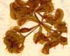 Aldrovanda vesiculosa L., blomma x8