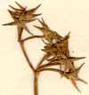Alisma damasonium L., inflorescens x6