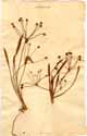 Alisma ranunculoides L., front