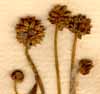 Alisma ranunculoides L., blomställning x8