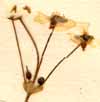 Alisma sp., inflorescens x8
