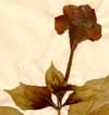 Allamanda cathartica L., flower x2