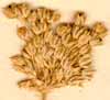 Allium ampeloprasum L., blomställning x8