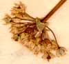 Allium angulosum L., inflorescens x6