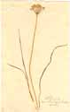 Allium angulosum L., front