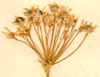 Allium angulosum L., inflorescens x5