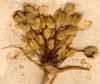 Allium flavum L., inflorescens x6