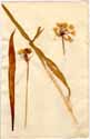 Allium moly L., front