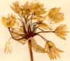 Allium moly L., blomställning x4