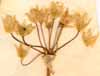 Allium moly L., blomställning x4