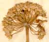 Allium nutans L., blomställning x4