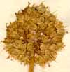 Allium obliquum L., blomställning x6
