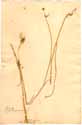 Allium oleraceum L., front