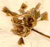 Allium pallens L., blomställning x6