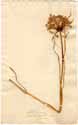 Allium pulchellum L., framsida