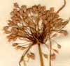 Allium pulchellum L., blomställning x3