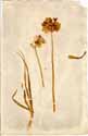 Allium roseum L., framsida