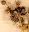Allium scorodoprasum L., inflorescens x8