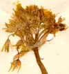 Allium subhirsutum L., blomställning x8