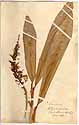 Alpinia occidentalis Sw., front