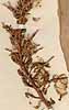 Alpinia occidentalis Sw., inflorescens x5