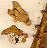 Alpinia zerumbet (Pers.) Burt. &  R.M.Smith, close-up x8