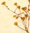 Alsine segetalis L., blomställning x8