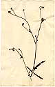 Althaea cannabina L., framsida