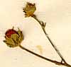 Althaea cannabina L., blomställning x8