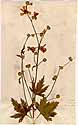 Althaea cannabina L., framsida