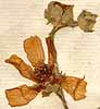 Althaea cannabina L., inflorescens x8