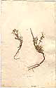 Alyssum alpestre L., front